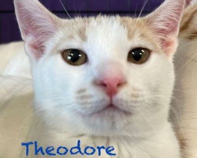 Child. Orange or red (mostly). Hair: short. Please contact Dana ( [email protected] ), (925) 586-6408 for more information about this pet. Want to meet? [ Fill out the Application ] , then email it to the contact in this bio. Meet the Chipmunks Alvin, Simon, and Theodore! These three adorable brothers were born under a backyard shed to a loving mama cat and are now 13 weeks old, healthy, and re...