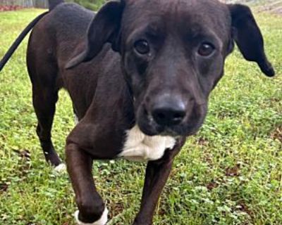 Philo - Hound (Unknown Type)/Plott Hound Mix Male Dog for Adoption