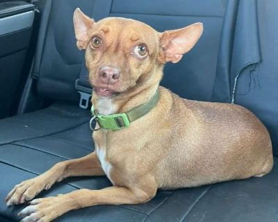 Panci - Miniature Pinscher & Chihuahua Mix Female Dog for Adoption
