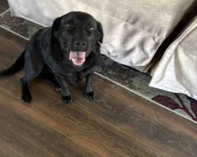 Nova - Labrador Retriever Female Dog for Adoption