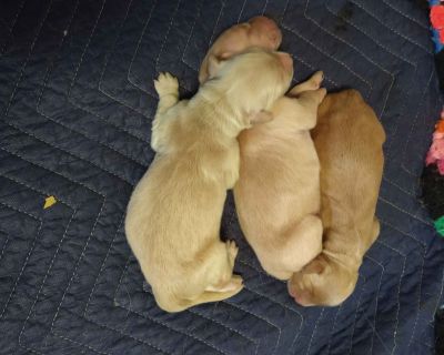 Golden Retriever Puppies Elfrida Classifieds Claz Org