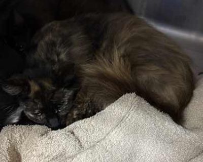 Blossom - Domestic Shorthair Female Cat for Adoption