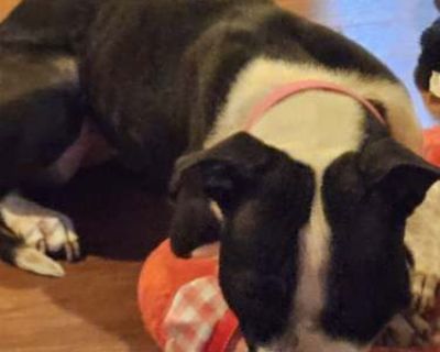 Mitzy - Boxer Female Dog for Adoption
