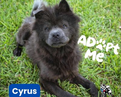 Meet Cyrus, a happy 1-year-old high Chow mix with a playful heart and a wag that never quits! At just 34 lbs, he s the perfect mid-size pup big enough for adventures, small enough for couch cuddles. Cyrus loves being around other dogs and thrives on playtime and companionship. He s social, curious, and full of joy the kind of boy who makes every day brighter. Now that he s getting regular meals...