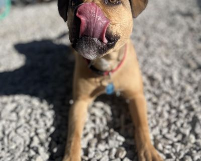 This is Roxy! Roxy is a ten month old hound-Bully mix! Roxy is spayed, up to date on rabies, dhpp vaccines, tested for heartworm & tick borne diseases. On top of that microchipped! Along with being professionally evaluated. Roxy was surrendered to us in October, this ten month old packs a lot of energy but also tons of potential to be an amazingly well behaved dog! She already has been amazing ...