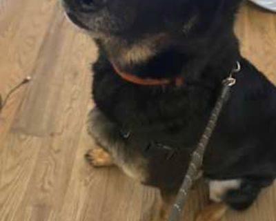 Canon - Belgian Malinois Male Dog for Adoption
