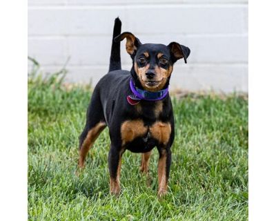 Flaco - Miniature Pinscher Male Dog for Adoption