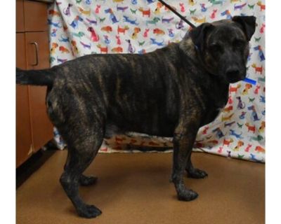 Houston - Mastiff/Mixed Breed (Medium) Mix Male Dog for Adoption