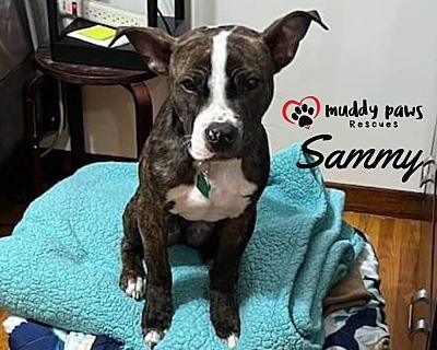 Sammy (Courtesy Post) - Boxer Male Puppy for Adoption