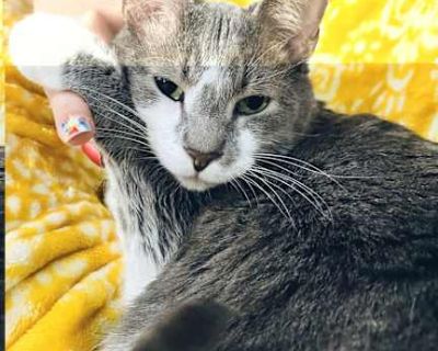Ragnar - American Shorthair Male Cat for Adoption