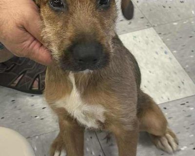 Brenda is about 4 m old. She seems to be a terrier mix with a scruffy coat. She is low shedding well mannered sweet and great with other dogs.. Adult Female Medium