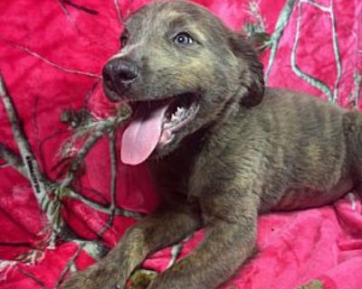 Journey - Weimaraner/Australian Shepherd Mix Male Puppy for Adoption