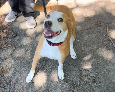 Presley - Labrador Retriever & American Staffordshire Terrier Mix Female Dog for Adoption