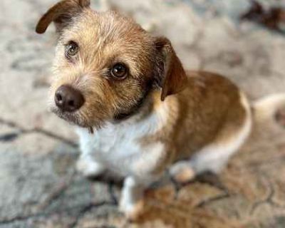 Kayaking - Shih Tzu Male Puppy for Adoption