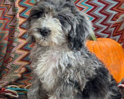 Beautiful Merle colors and wonderful temperament! Very well socialized! Comes with all shots up to date and. One year health guarantee and a welcome home puppy bag! Please call 785-243-5381