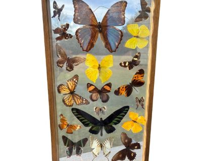 19 Butterflies! Truly beautiful - and beautiful prepared - collection of butterflies as caught. Displayed and preserved exceptionally well - in full flight and color with views of both sides. Beautiful handcrafted box style frame, with double glass for viewing of both sides. Exceptional colors....yellow, blue, grey and white, every side of brown / chestnut / amber, tiger and leopard patterning,...