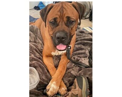 *SENOR PONCHO - Boxer Male Dog for Adoption