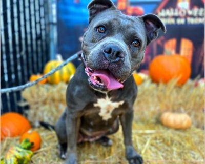 HI! My Name Is Pookie Pet ID: #A751149 Intake Date: 10/19/2025 Gender: Female Age: 10 Months Old Breed: Staffordshire Bull Terrier Mix Found At: 2500 Fashion Ave, Long Beach, CA 90810 If you or someone you know can help please contact the shelter at 562.570.3080 or [email protected] Location: Long Beach Animal Care Services Address: 7700 East Spring St. Long Beach, CA 90815 Email: [email protec...