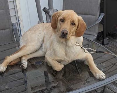 Max - Anatolian Shepherd/Labrador Retriever Mix Male Dog for Adoption