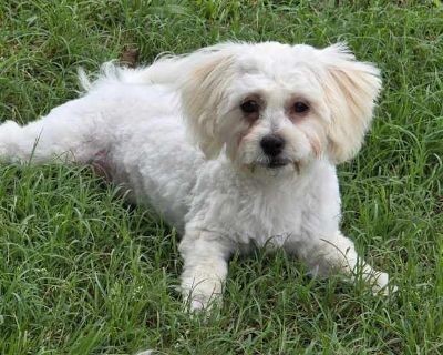 Molly Muffin - Shih Tzu/Poodle (Miniature) Mix Female Puppy for Adoption
