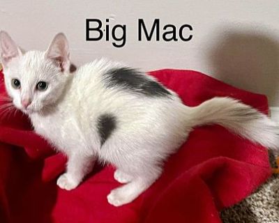 Big Mac - Domestic Shorthair Male Cat for Adoption