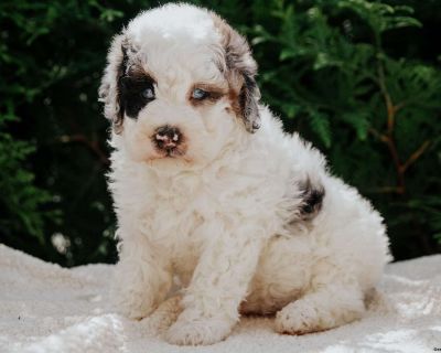 Phoebe - 6 Weeks Female Mini Bernedoodle Puppy for Sale