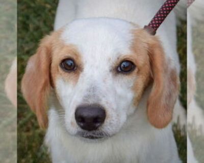 Baby * Location Huntley, IL, 60142 USA USA *. Dog Breed: Beagle / American Foxhound / Mixed (short coat). Born: May 24, 2025 I am looking for my forever home. Adoption Donation: $550 All dogs are microchipped, neutered, current on all vaccines, heartworm tested (if age appropriate), and up-to-date on preventatives at the time of adoption. All household members and any dogs from the household ne...