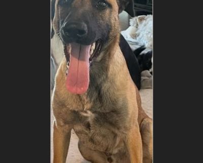 Aries - Male Puppy Belgian Malinois mix for Adoption