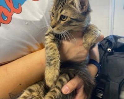 Surya - Domestic Medium Hair & Domestic Short Hair Mix Female Cat for Adoption