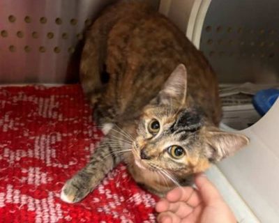 Young. Brown or chocolate (mostly). Hair: short. Microchipped. Adoption process Applications are available online at www.scotlandhumane.org The adoption fee for dogs is $125 and for cats it is $75. This includes spaying/neutering, introductory immunizations, deworming and a microchip. The shelter is open Mon Tues & Fri from 8:30AM - 3:30PM, Wednesdays and Thurs 12PM-4PM, Saturdays from 9AM- 1PM...