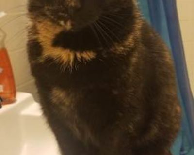 Missy is the sweetest girl. She loves head bunting, head pets, brushing, and laser toys. She was raised as an indoor cat only but loves window watching and talking to birds. She is talkative but won't wake you.She is mainly independent but I've noticed she'll follow you and give you attention when she is ready. She'll lay on your chest and give the most therapeutic purrs. Unfortunately due to t...