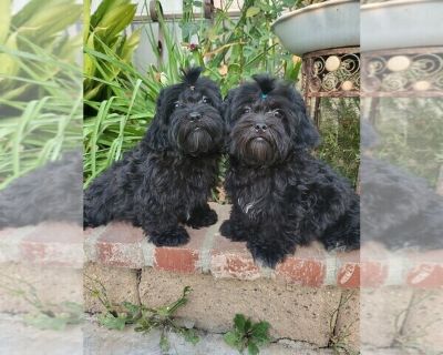 Litter of 2 - ShihPoo Male Puppy for Sale