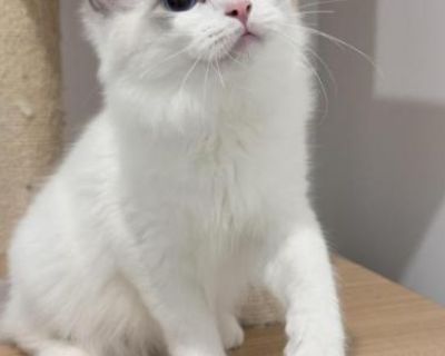Household pet. Champion bloodlines. Neutered. Registered. Kitten Price Includes: *TICA Registration *All required vaccines in the first year *Spayed/Neutered *Sale Contract *Transition Food Sample/Toys. Blue Bicolor