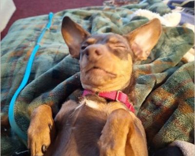 - Male Puppy Miniature Pinscher / Chihuahua for Adoption