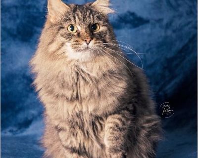 Magnum is a beautiful boy who was rescued from the streets of Reading, Pa. He came to Calla's Critter Rescue skinny, loaded with flea, not neutered and neglected. He has since receive the much needed TLC he deserves and is ready to find his forever home. If interested in adopting please submit an application to adopt via the link below. Application to Adopt: https://form.jotform.com/20220591593...