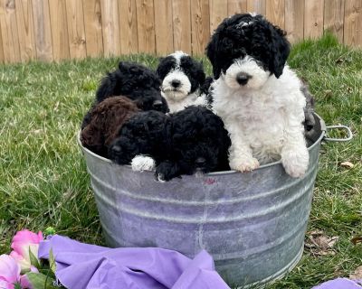 Genetic Tested Sweet Large Mini Poodle Puppies❤️Call 610-806-6386