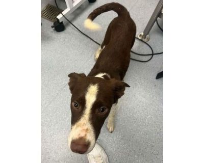 Nick - Border Collie/Mixed Breed (Medium) Mix Male Puppy for Adoption