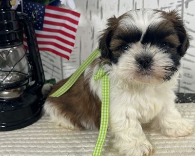 Rudy - Male Brown and White and Black Shih Tzu Puppy for Sale