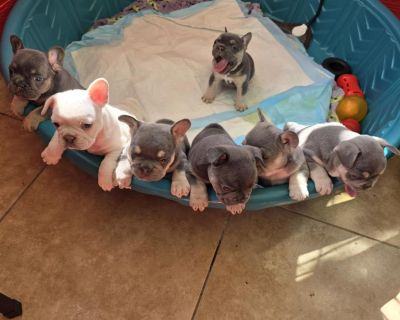 2 Male French Bulldog Puppies for Sale