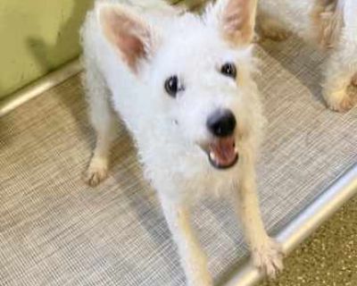 Toby - Jack Russell Terrier/Poodle (Miniature) Mix Male Dog for Adoption