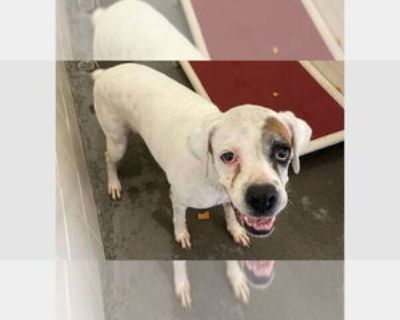 Fayette - Female Boxer Adult Dog for Adoption