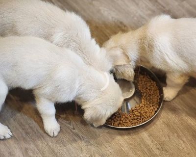 1 Male and 2 Female Golden Retriever Puppies for Sale