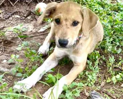Fanny - Labrador Retriever/Mixed Breed (Medium) Mix Female Puppy for Adoption