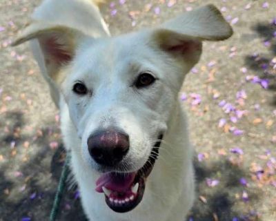 Snowy - Labrador Retriever Female Puppy for Adoption