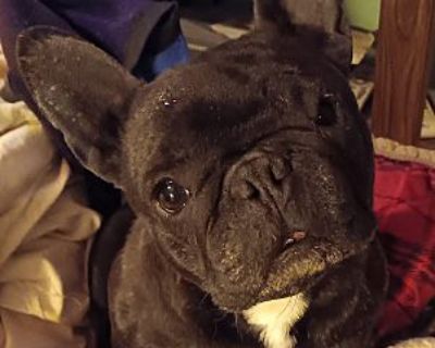 Hazel - French Bulldog Female Dog for Adoption