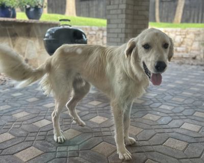 Baby Boomer DFW - Great Pyrenees Mix Male Dog for Adoption