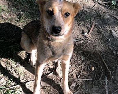 Tilly - Australian Cattle Dog Female Dog for Adoption