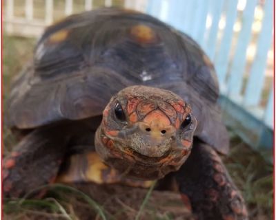 Best Animals for Birthday Party near Virginia