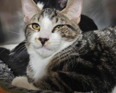 Opie - Domestic Shorthair Male Kitten for Adoption