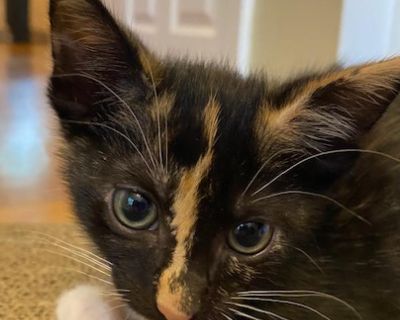 Bella - Domestic Shorthair - Kitten Female
